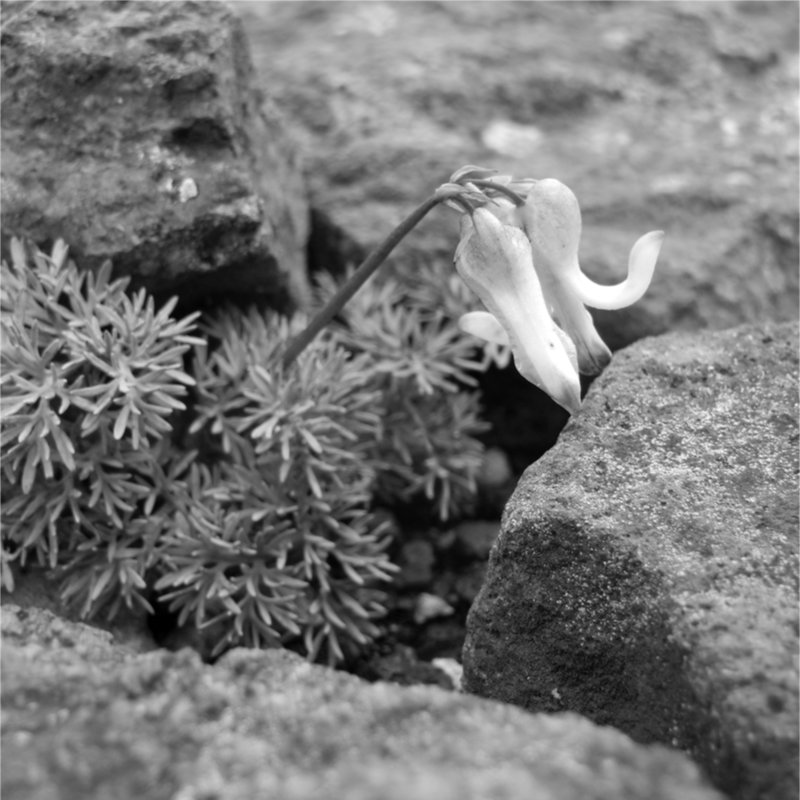 熊野岳の駒草