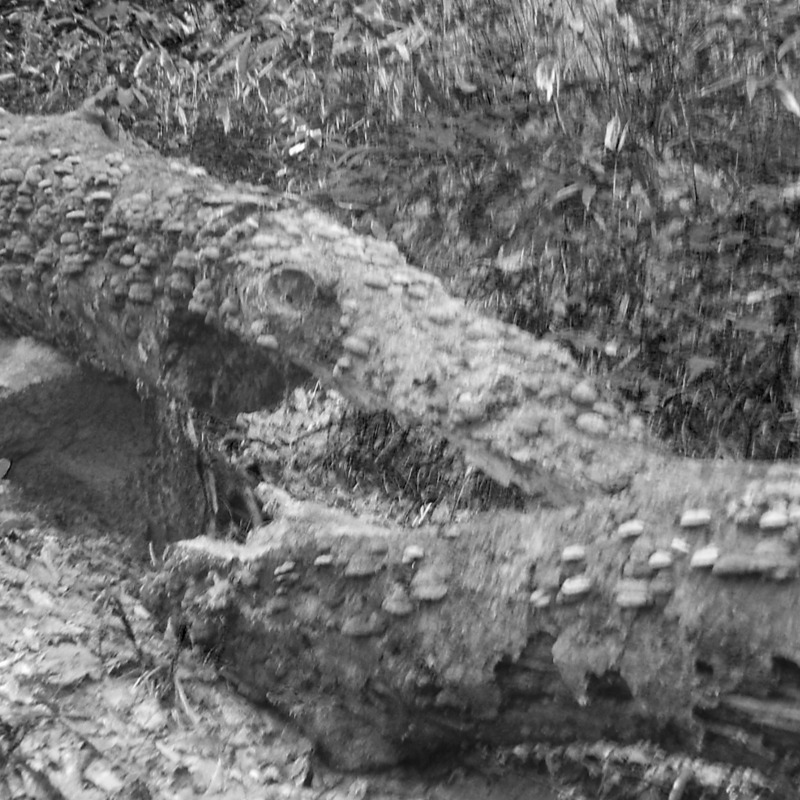 水神手前の倒木