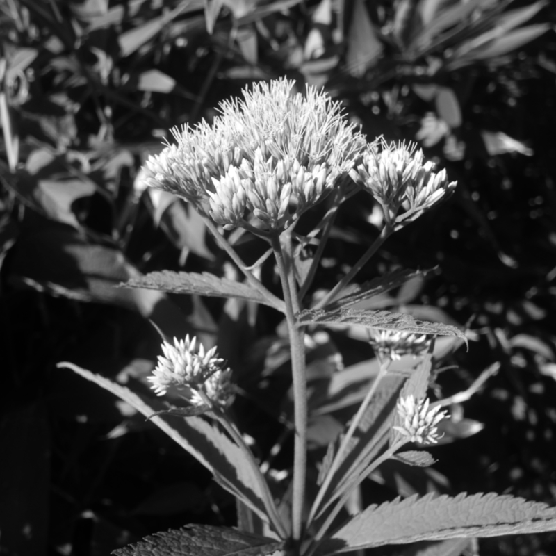 ヨツバヒヨドリ