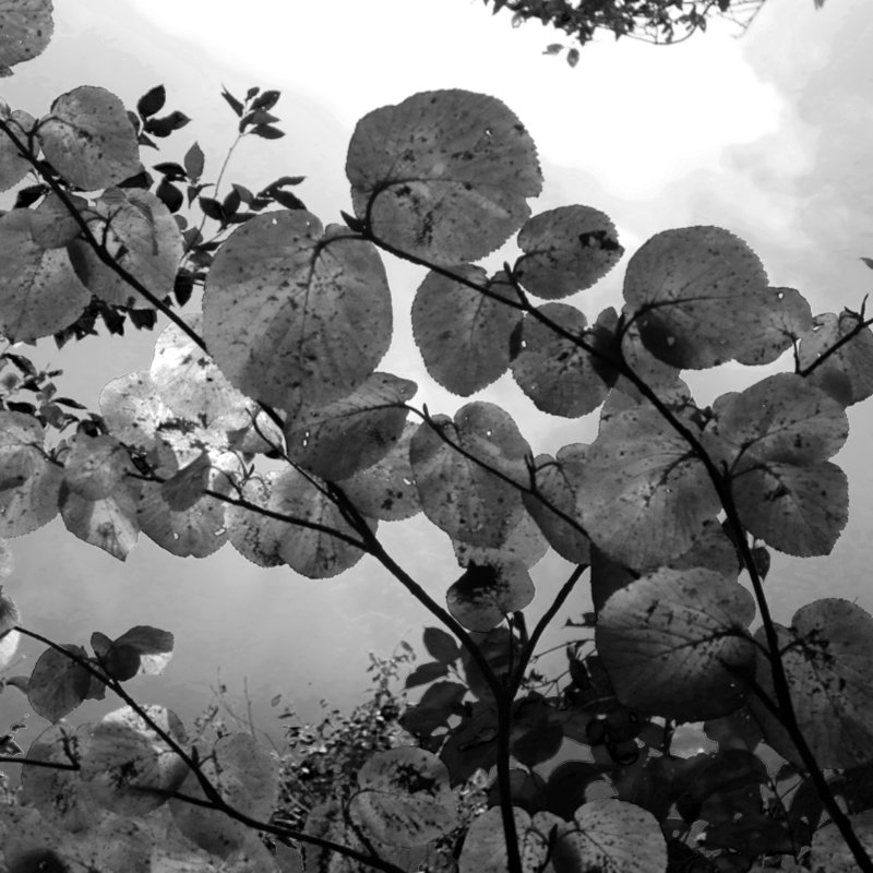 どうだん通りの虫狩