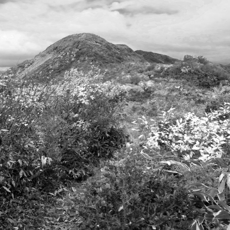 お花畑から小僧森