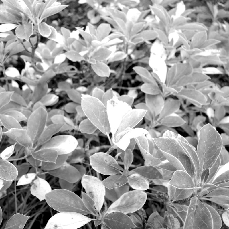 お花畑のドウダン