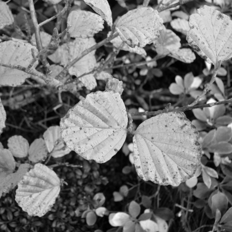 お花畑の丸葉満作