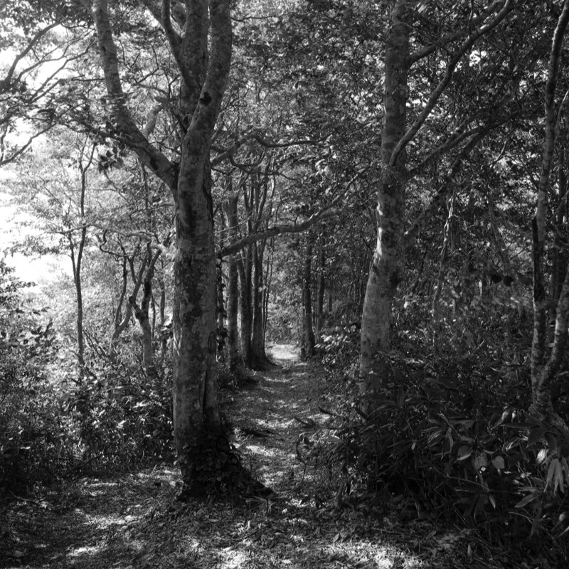 見晴台から下り